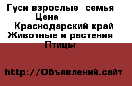 Гуси взрослые .семья › Цена ­ 1 200 - Краснодарский край Животные и растения » Птицы   